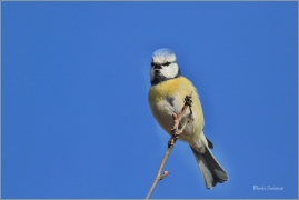 <p>SÝKORA MODŘINKA (Cyanistes caeruleus) ---- /Eurasian blue tit - Blaumeise/</p>